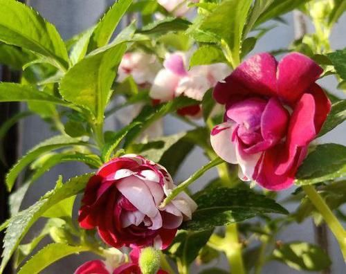 「回忆」3种草花最泼辣,农家院里年年开花,美好的童年回忆全是它