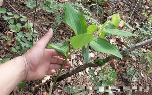  盆栽@它是如此的珍贵，请您高抬贵手，别摘掉，目前120元一斤