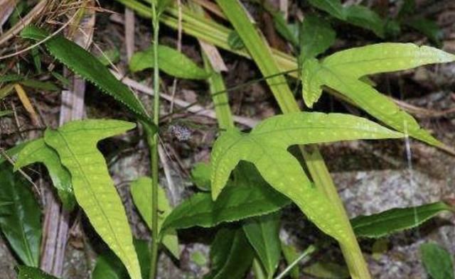  「人称」叶片奇特的“1种杂草”，人称“金鸡脚”，山上看到它，请珍惜