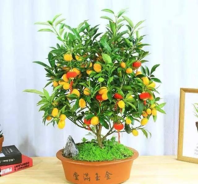  『转运』这六种“转运花”漂亮又喜庆，家里养一盆，越养越旺家，你家有吗