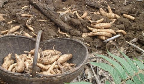  【种群】中草药种植，天麻种群退化的防控措施，来学学