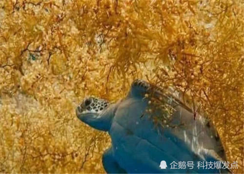 地球上最危险的海，透明度达72米，为什么无人敢踏足？