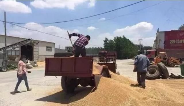  租金：10亩好地一年800租金，随便种不止这个数！不种地农民心里咋想的