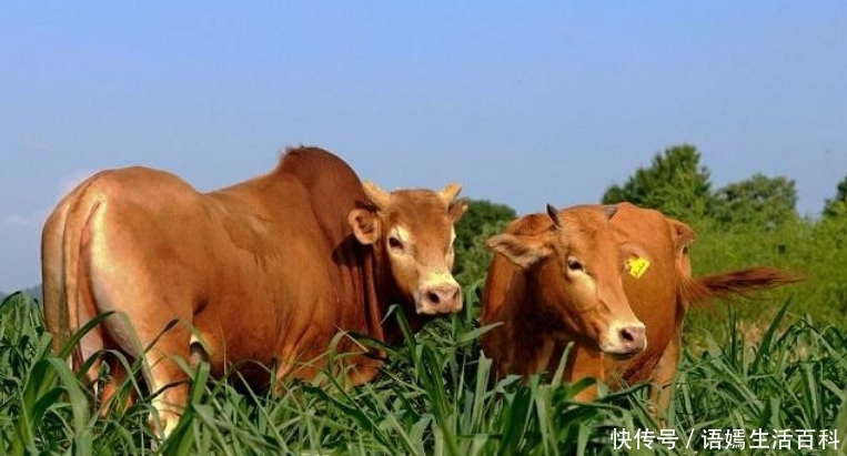  「出名」农村一种动物，以前并不出名，现在养殖一年纯利润超过2