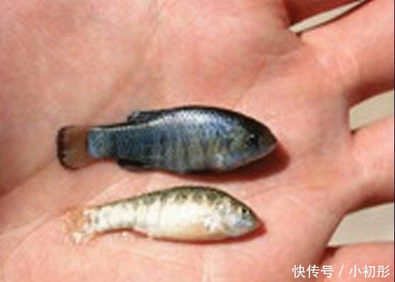 它是世界上生命力最强的鱼, 在沙漠中生活了上万年, 几乎没有天敌