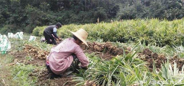 农民不种玉米改种它，亩产八千斤，年赚五十万