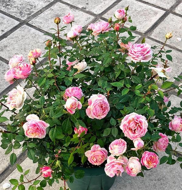  『芳香』此植物号称“开花机器”，四季开花不停，漂亮又芳香，还很好养活