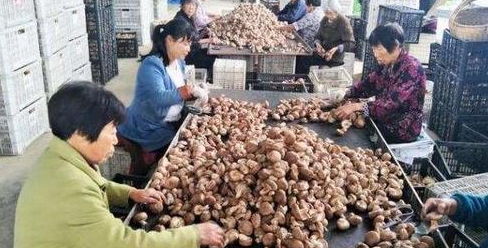  香菇种植■亩产达4万斤，晒干60元一斤，已经有人种植成功，可借