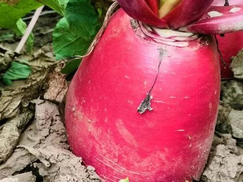  生长周期■农民种植这种蔬菜，生长周期60天，亩产6千斤，能赚多