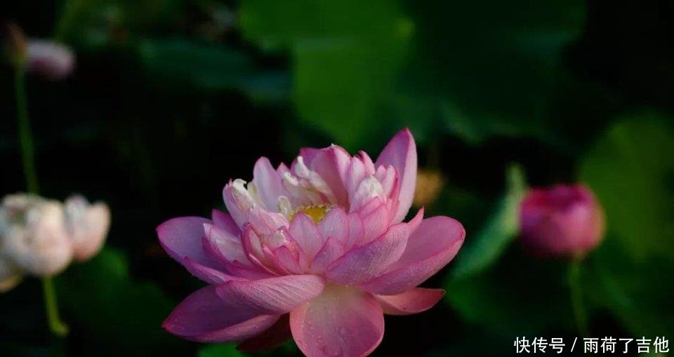 陕西这处千亩荷塘已盛开成海，碧叶连天，人少景美只等你来！