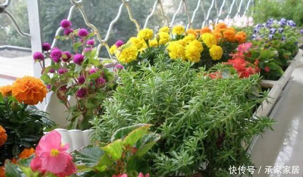  #轻松#刚入坑养花，还是小白一枚该怎么办？注意5点，轻松翻身成高手