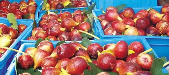  #收益#1斤4元，一瓶收益160元，种植40亩卖不出去，农民:下一年