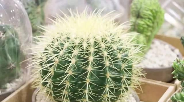  [堪称]这“4种植物”可以吸毒，堪称室内“空气净化器”，您有没有养？