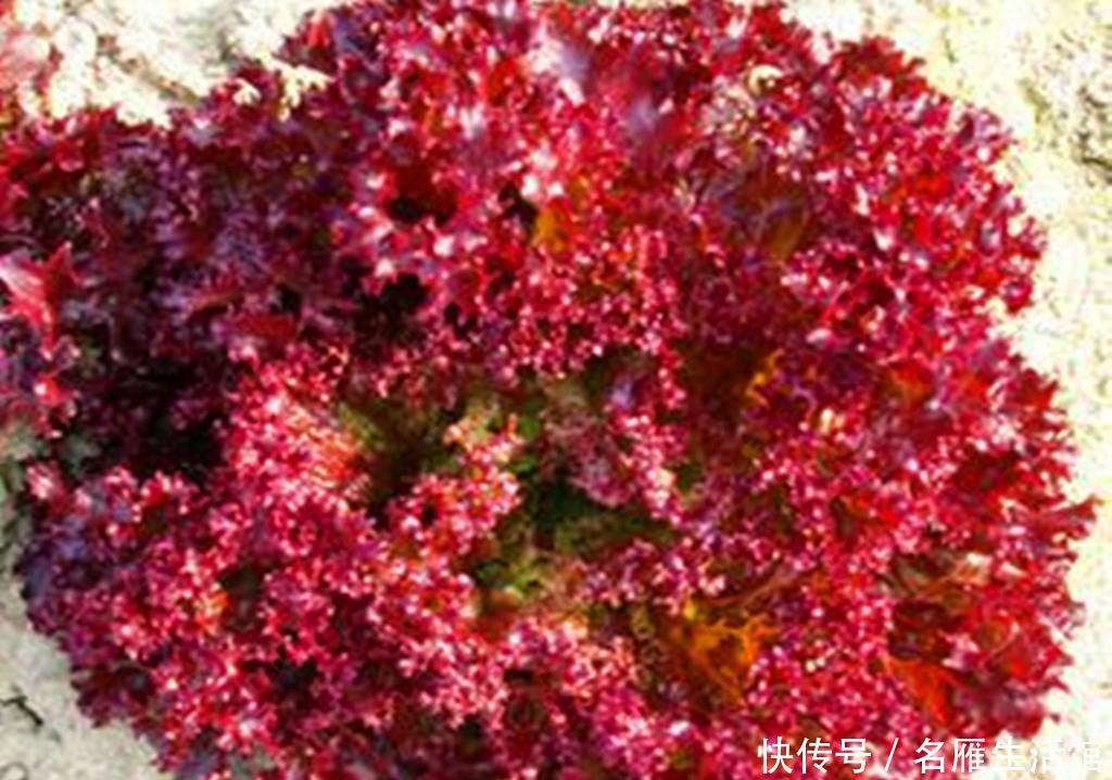 『紫叶生菜』阳台种菜不容错过的6种蔬菜,颜值超高,每一种都很值得种