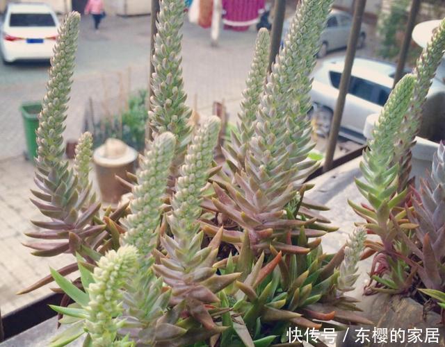  『观赏价值』夏天，在瓦房上有“2种草”，看到请保护，如今珍贵，能当盆栽
