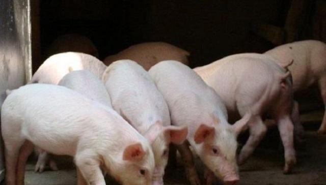  农户：现在鼓励农户养猪，那剩饭剩菜可以喂猪吗？