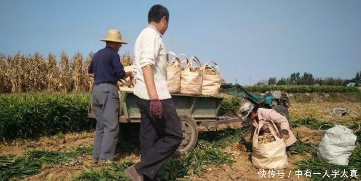 农村一种农作物每亩达3000公斤，收入可以达到20000元！