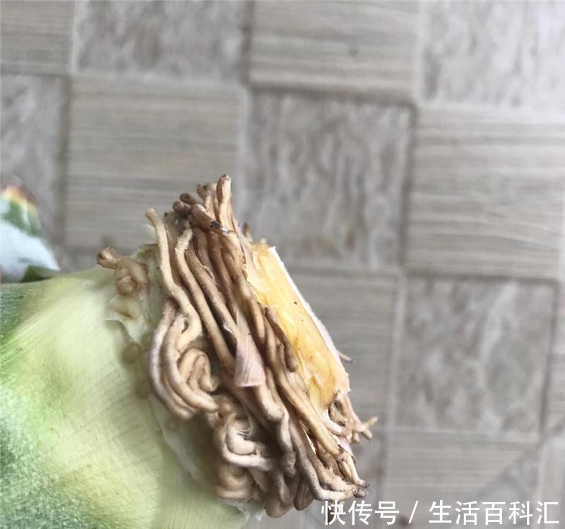 『遇水』“菠萝盆栽”小实验:遇水就活,一下多了5盆花,不要钱的!