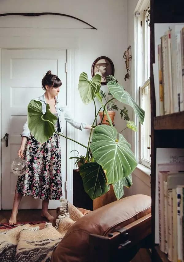  【自带】自带镇宅安家的30种大植物，满满都是安全感