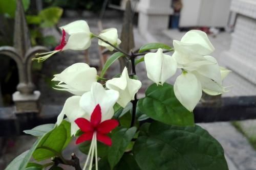 「龙吐珠」花卉龙吐珠推荐,开花量大,养护简单