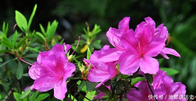  「难养」杜鹃花太难养，来盆毛杜鹃，皮实好养，谁都能养爆盆