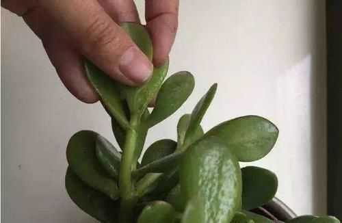  『寓意』6种寓意好的花，剪根枝就能活，年年爆盆不操心！