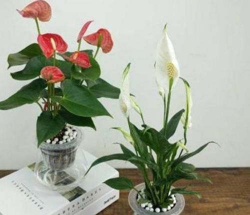  『适合』阳台光照足适合花草生长？别记错了，此6种早搬屋里还有救