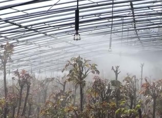  『年收入』农村新致富项目：香椿新模式栽种，做好年收入可观