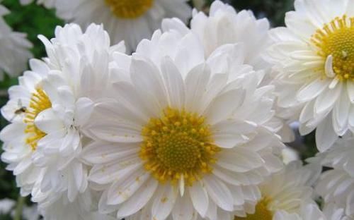  #牡丹#这四种花非常适合懒人养，不花精力也能疯长，花开美艳动人