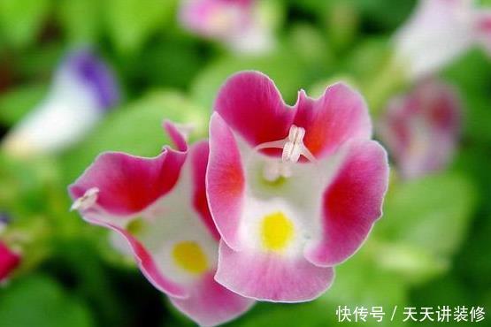  「旺盛」夏季最爱爆盆花草，不惧酷热，越晒越开花，越热长的越旺盛