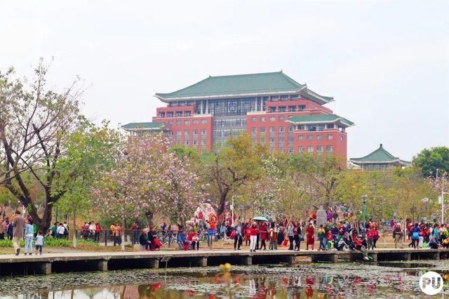 靓！佛山周边1500株樱花已盛开，最美的春天在这里~