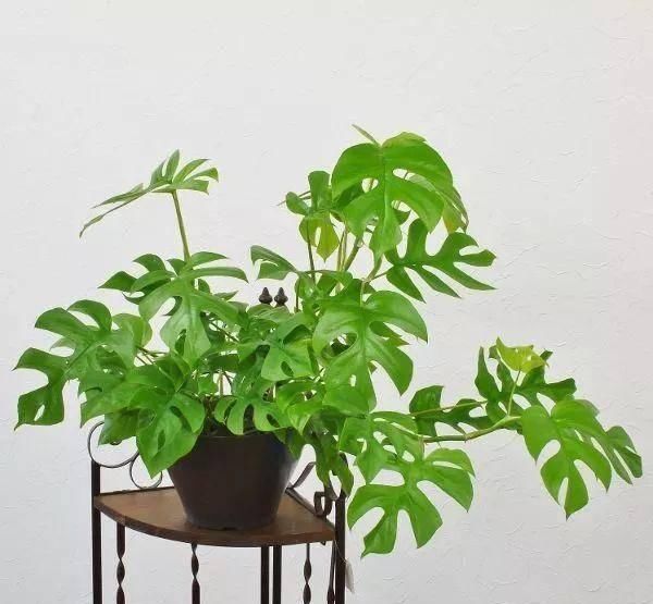  『适宜温度』空间狭小的房间、寝室，养这8种花草，小巧精致又好养