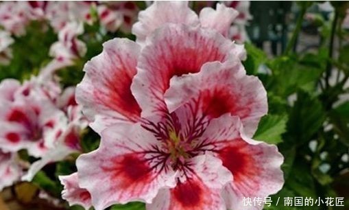  [长寿花]这几款小花养在家里，开花硕大香味浓，花姿优美，为花中异色，美