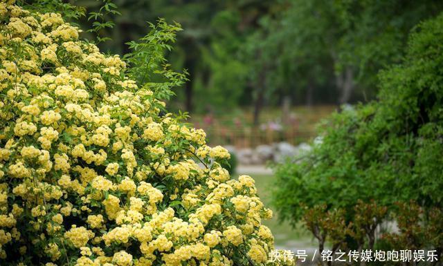『诗画』院里种棵“它”,千万朵花爬满墙,花开100天,美如诗画