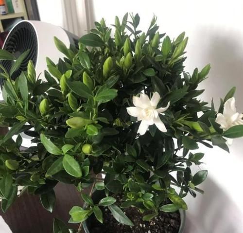  「油绿」栀子花有4个“喜好”，满足它，叶片四季油绿，开花又大又多