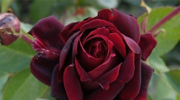  「玫瑰」喜欢玫瑰小队“精品玫瑰”的黑魔术，红色很深，醉意