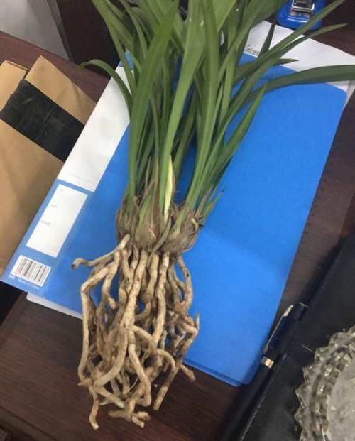 『把鹅卵石』上盆的兰花一个星期就黄叶,是正常退草还是腐烂,怪鹅卵石吗?