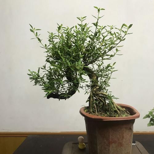  『开花』六月雪叶子发黄干边开花小是怎么回事？4点原因容易被忽视