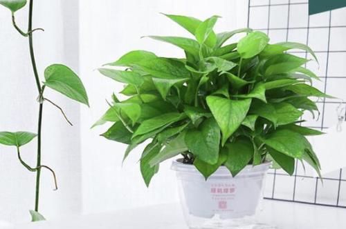  [观叶]让爱养花的你更懂植物——观叶植物浇水篇的实例讲解