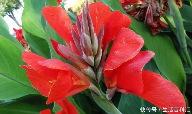  适合：有3种花卉，花色绚丽，花期长，优美妖娆，适合在室内养护和观赏