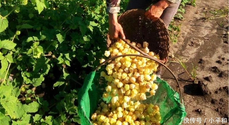  『成熟』国庆后成熟的果子，既是水果也是药，钙含量是苹果的75倍，别错过