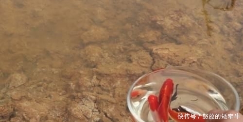  鱼缸■老外奇葩测试：把碳酸饮料倒入鱼缸，只想让鱼儿品尝一下味道！