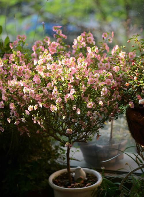 『寓意』喜欢菊花,就养盆“祝寿菊花 ”国华永寿菊,花型饱满,寓意好