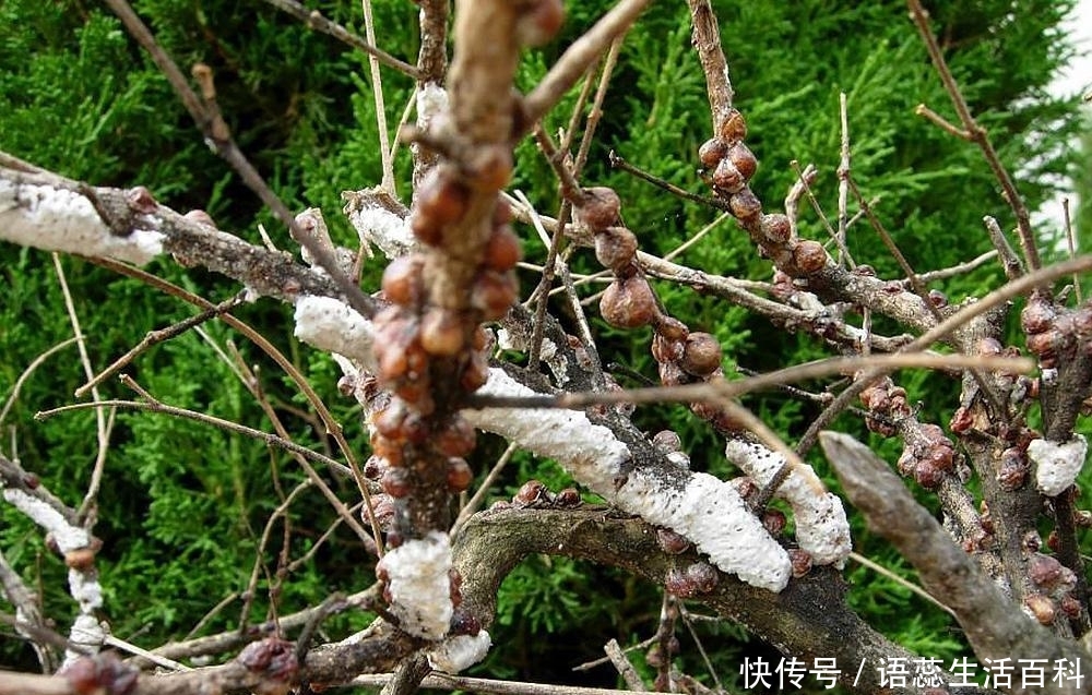 农村树上一种“雪花”，仅我国才有，出口日本150元一斤成高端货