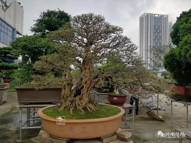  「作品」有年功的盆景，品相好，价值高！