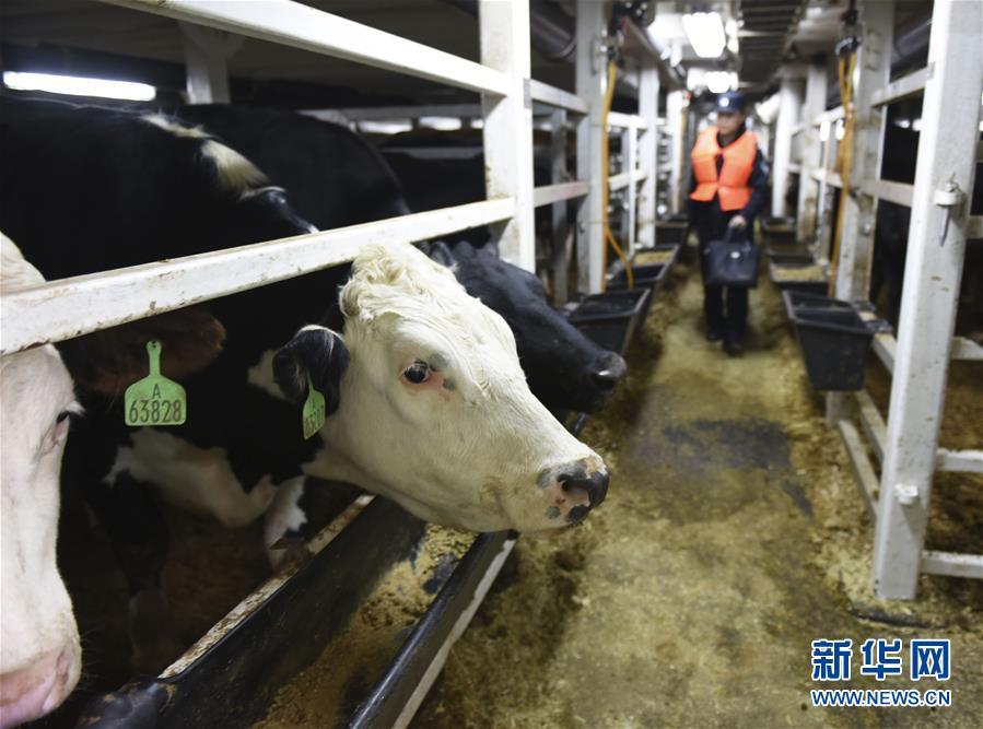澳大利亚屠宰肉牛运抵山东