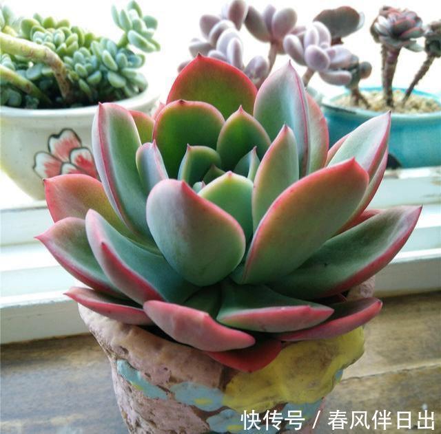 小东西|多肉在夏天,垫个“小东西”,不怕浇水不怕晒,越养越漂亮