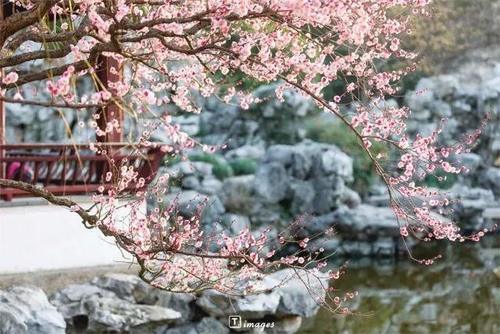 再过一个月，这些地方就美成仙境了！