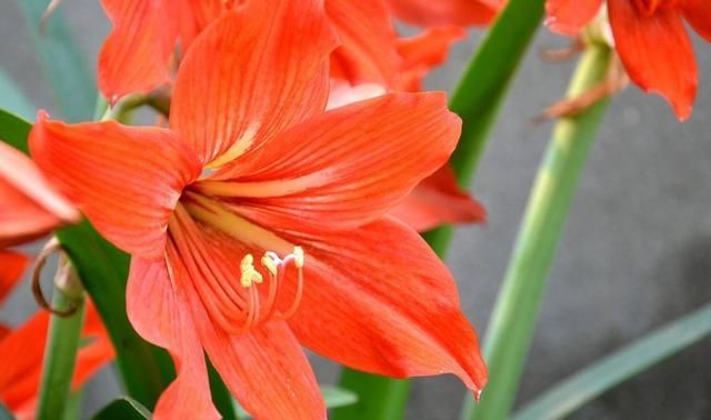  『记住』养好朱顶红，这些要点要记住，开花多又漂亮