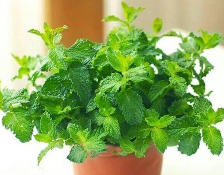  『扦插』最适合春天养的植物，花开一茬又一茬，开花多又漂亮！